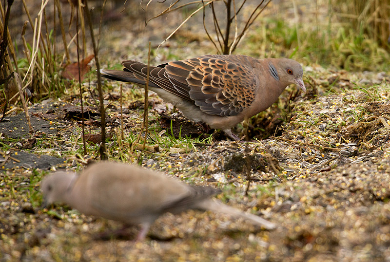 Mongolturteldue - Oriental Turtle Dove (Streptopelia orientalis).jpg